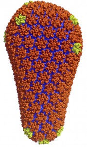 Struktur der gitterförmigen Hülle vom HI-Virus