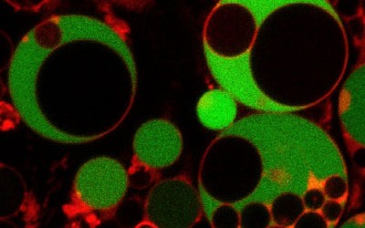 Forschende der ETH Zürich haben eine neue Lebensform von Listerien entdeckt. Die Erreger von schweren Lebensmittelvergiftungen können sich ihrer Zellwand entledigen und eine so genannte L-Form annehmen. Erstaunlicherweise können die […]