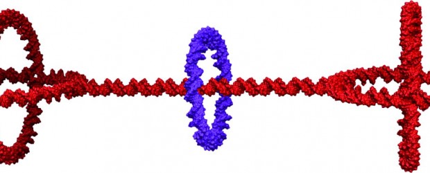 In die Nanomechanik kommt Bewegung. Wissenschaftlern der Universität Bonn ist es erstmals gelungen, aus DNA-Doppelsträngen ein Molekül, ein so genanntes Rotaxan, herzustellen, dessen Einzelteile mechanisch frei beweglich sind. Wie die […]