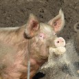 Der US-Agrarmulti Monsanto startet den nächsten Versuch, mit Patenten in der Schweinemast Landwirte und Verbraucher zur Kasse zu bitten. Nach Recherchen von Greenpeace und weiteren Organisationen beansprucht der Konzern das […]