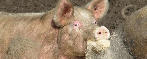 Der US-Agrarmulti Monsanto startet den nächsten Versuch, mit Patenten in der Schweinemast Landwirte und Verbraucher zur Kasse zu bitten. Nach Recherchen von Greenpeace und weiteren Organisationen beansprucht der Konzern das […]