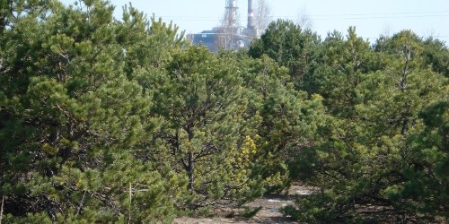 Die Reaktorkatastrophe von Tschernobyl vor 25 Jahren hat die Umweltbedingungen in der Umgebung schlagartig geändert. Während das Gebiet 30 Kilometer rund um das Atomkraftwerk heute eine weitgehend menschenleere Sperrzone ist, […]
